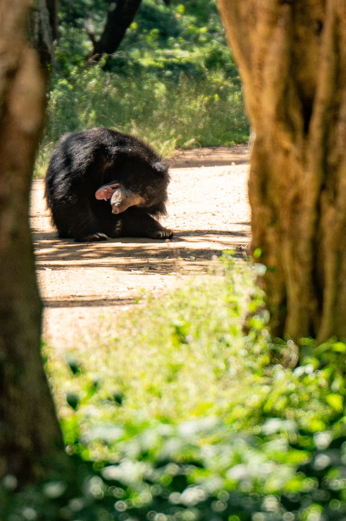 Sloth bear on a forest path in Kumana