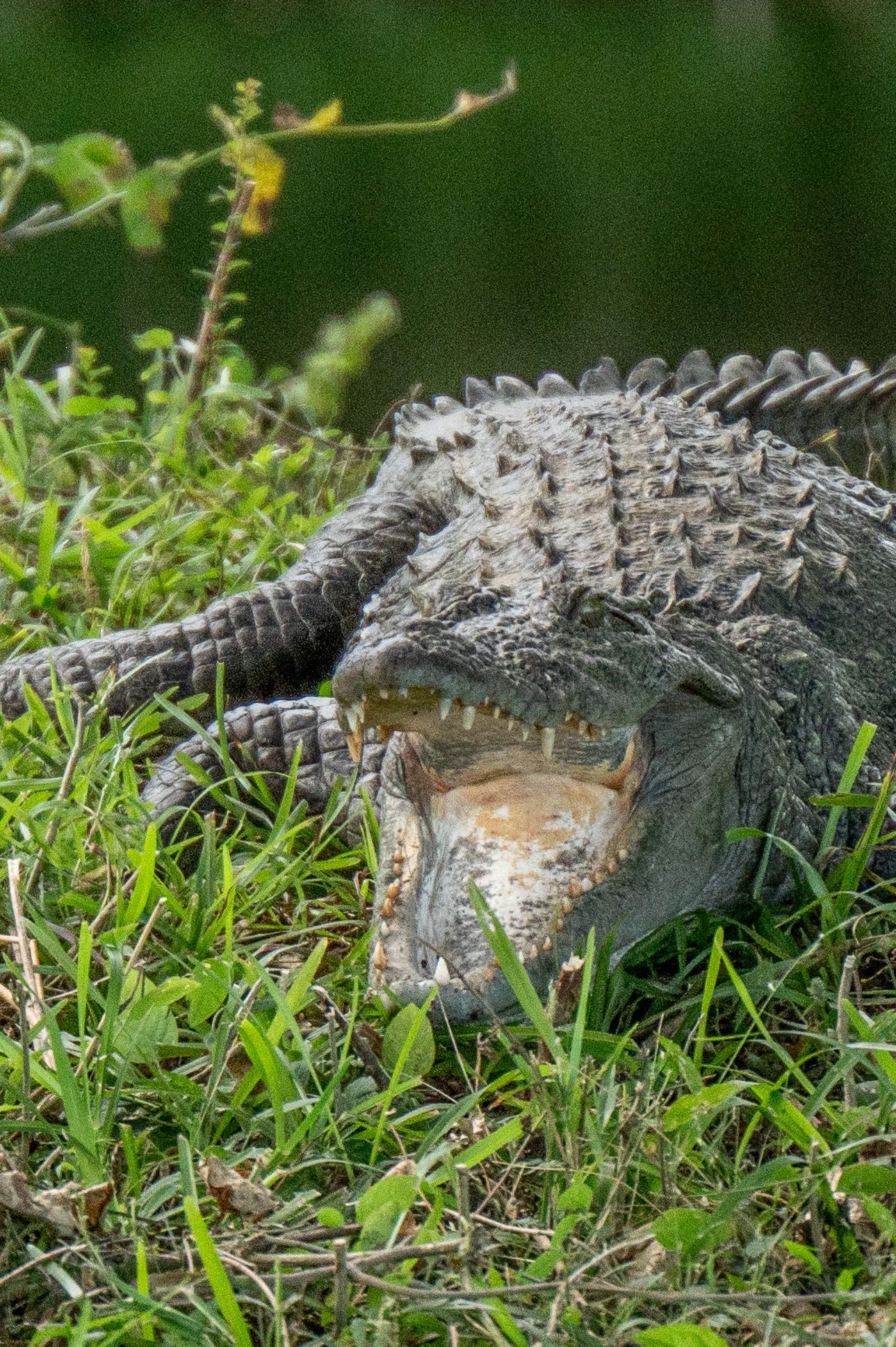 Crocodile lying in the grass