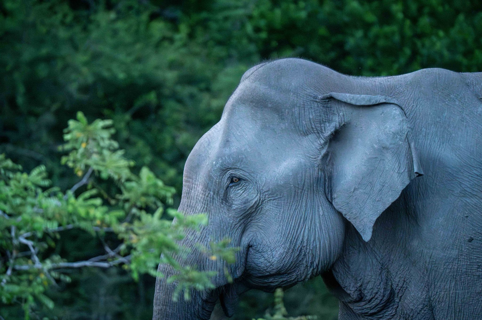 Elephant in the forest of Kumana