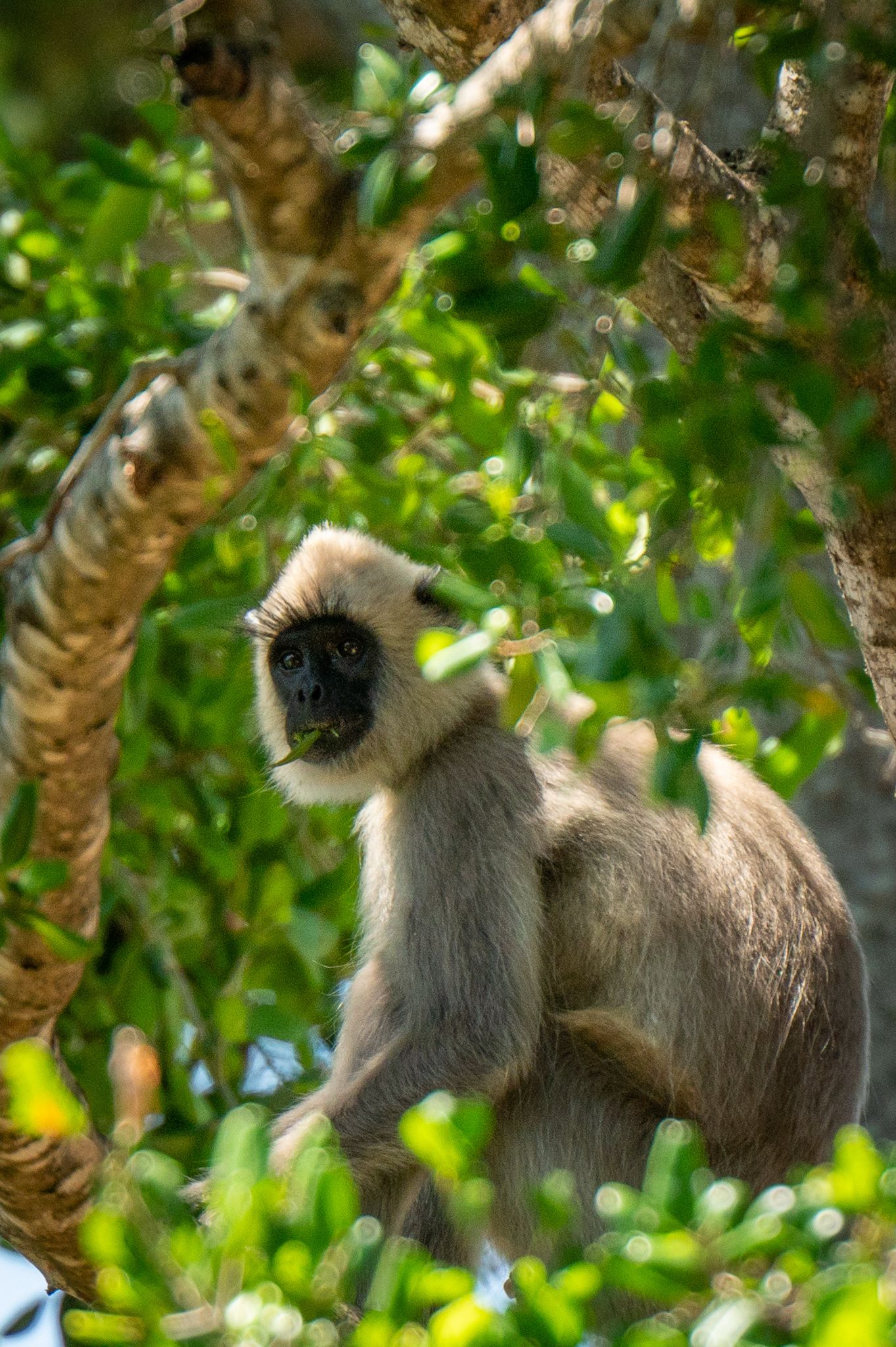 Langur monkey in Kumana