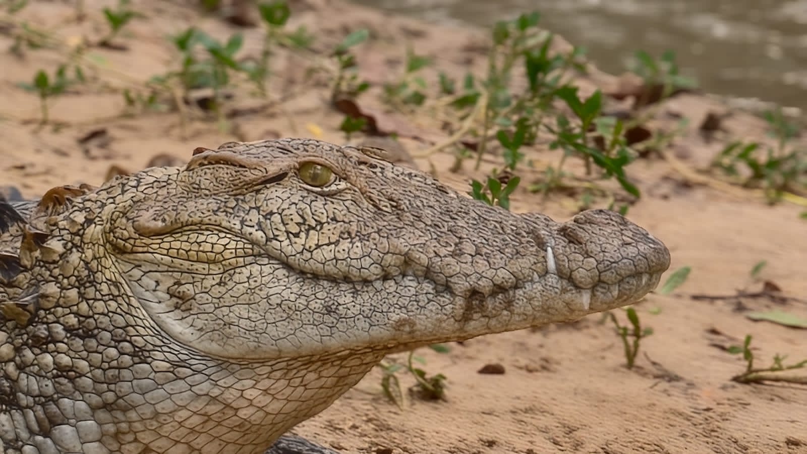 Crocodile resting in Kumana National Park