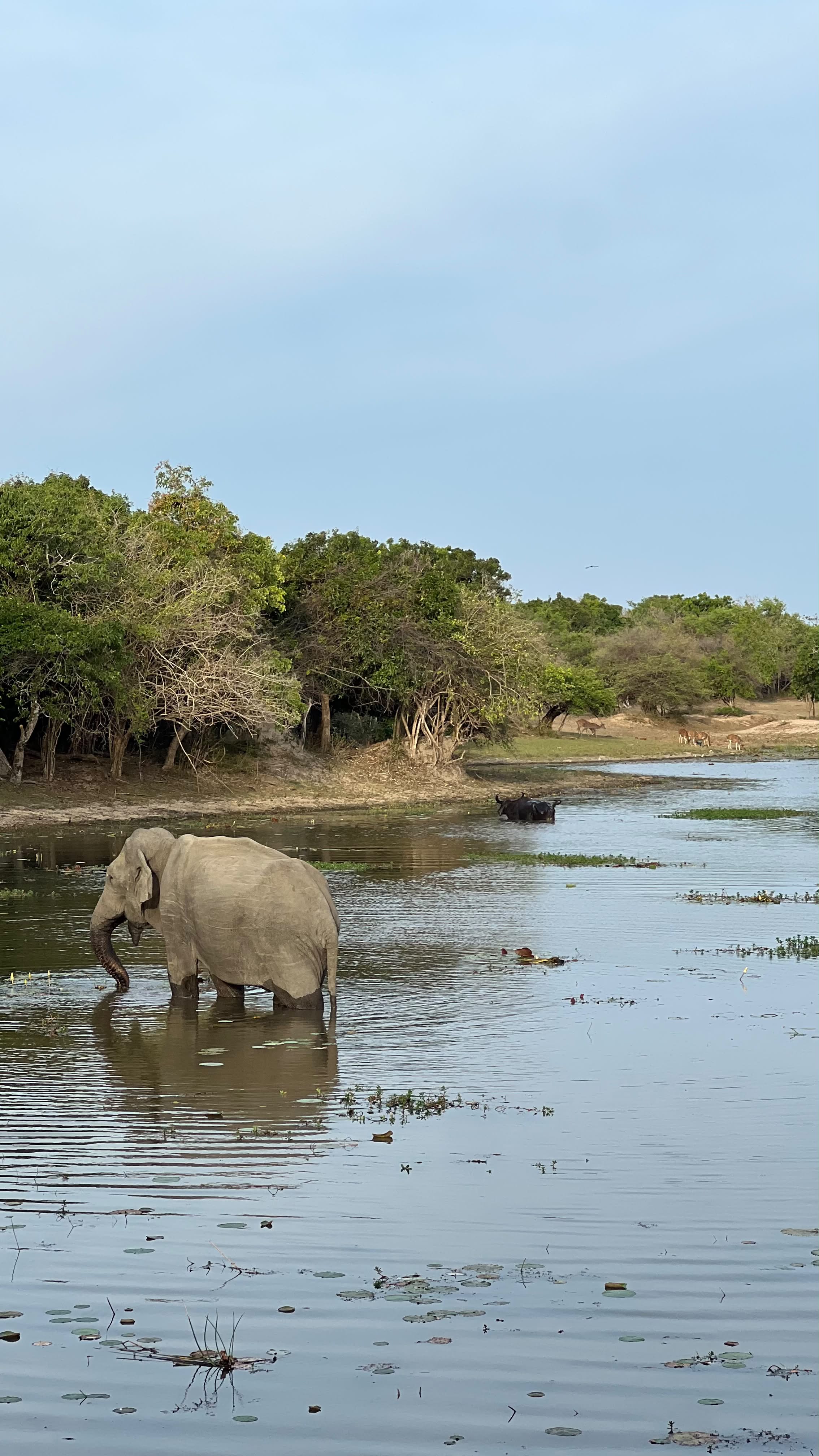 Elephant crossing the river in Kumana
