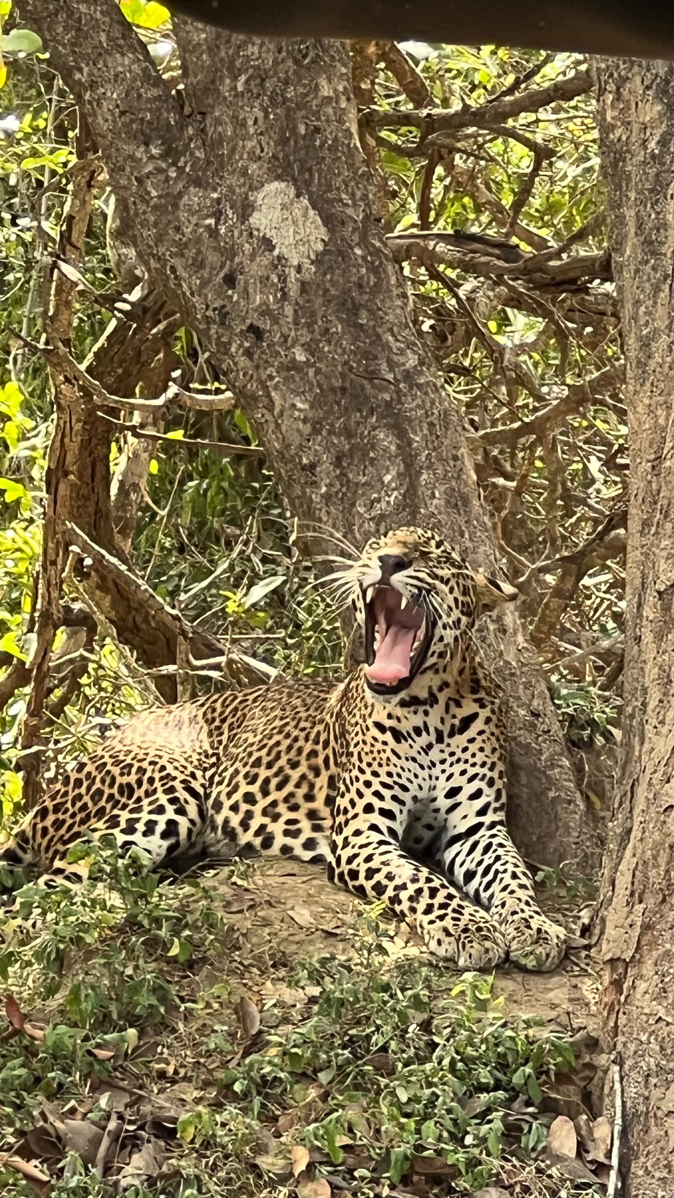 Leopard resting in Kumana