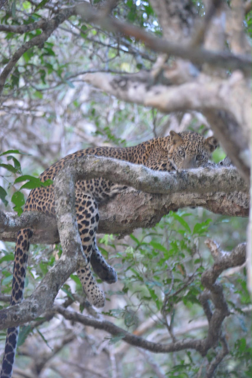 Leopard on a tree in Kumana