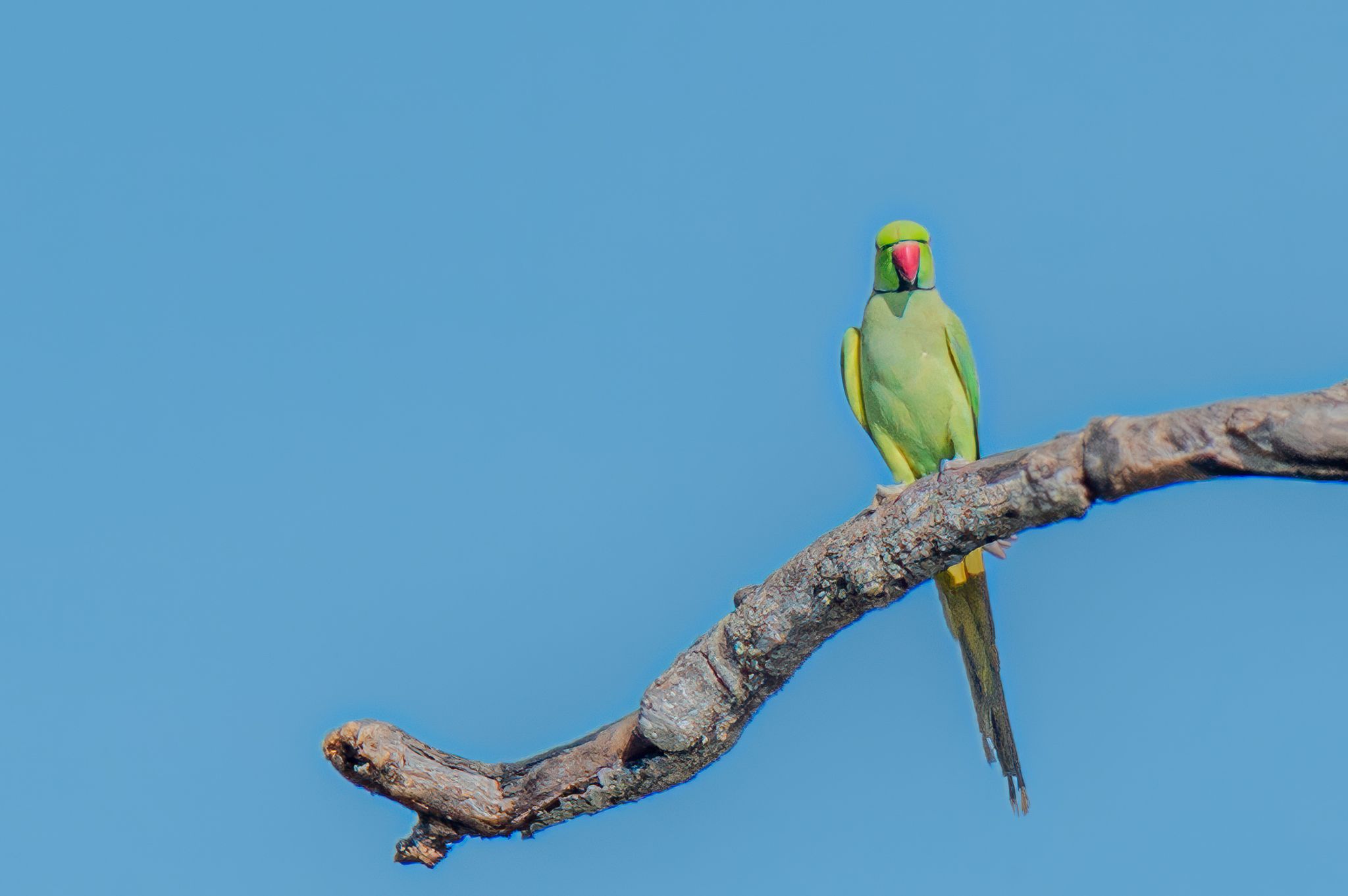 Green parakeet sitting on a tree branch