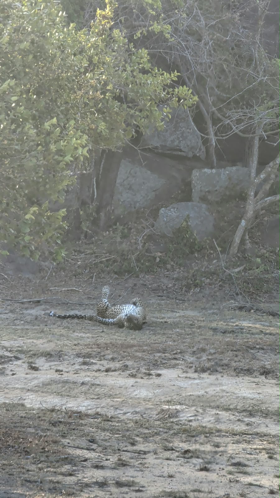 Leopard in Kumana National Park