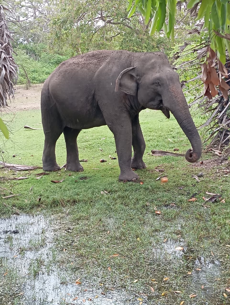 Elephant in Arugam Bay