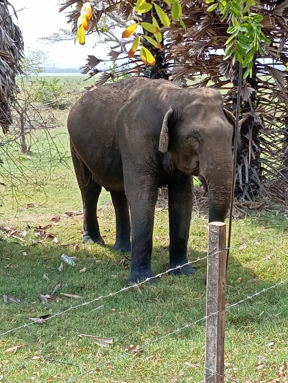 Elephant in Arugam Bay