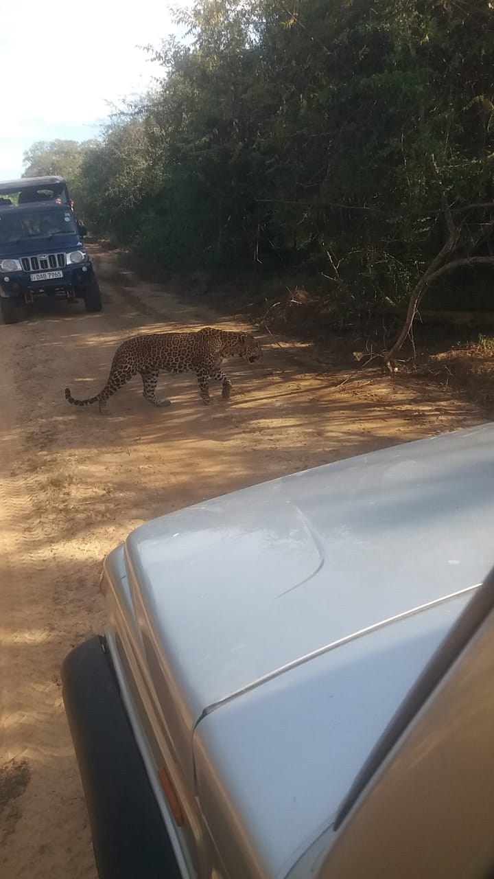 Leopard in Kumana National Park