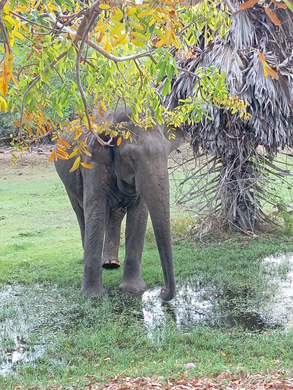 Elephant in Arugam Bay