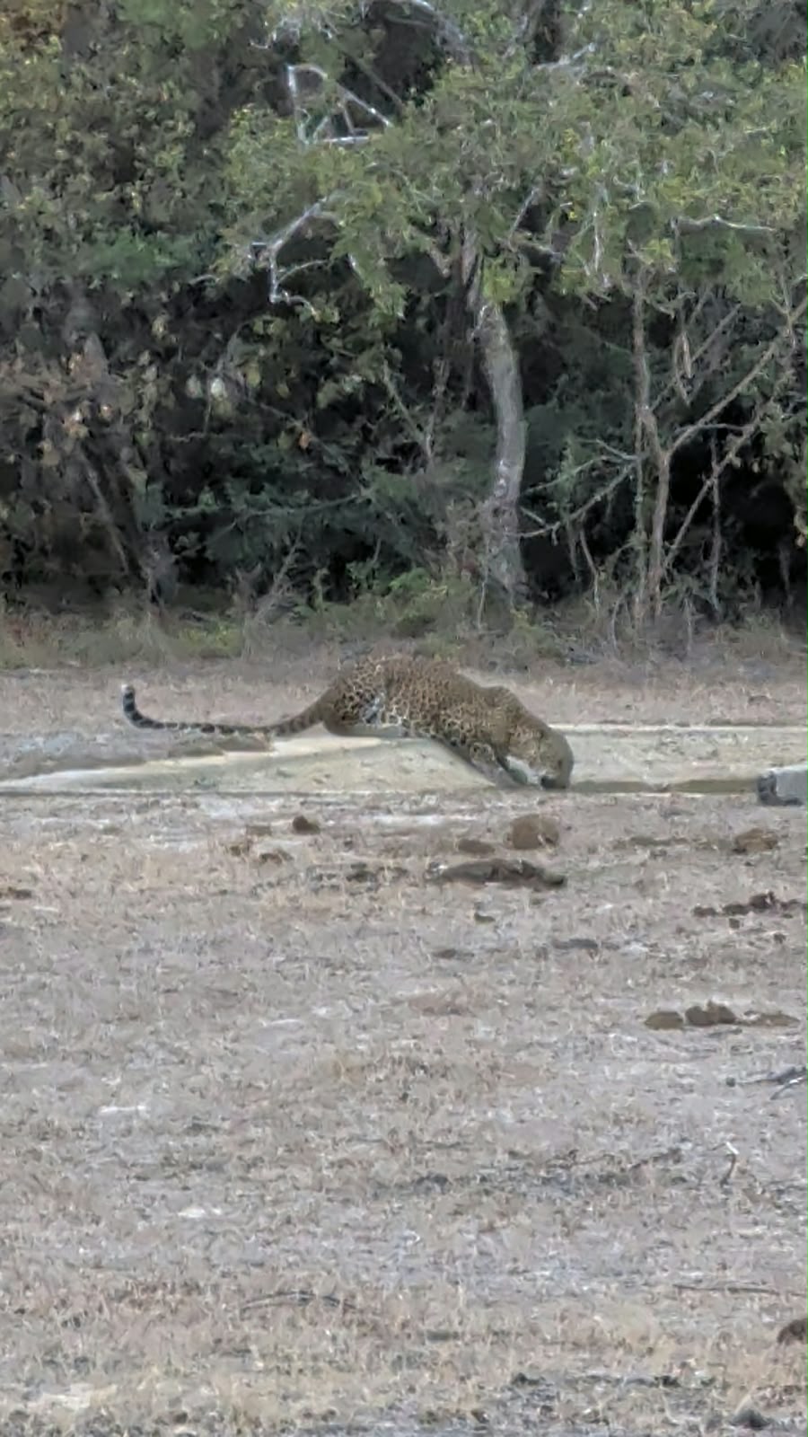 Leopard in Kumana National Park