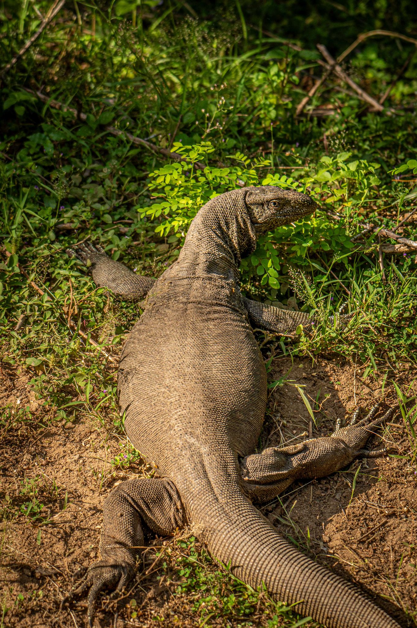 Large monitor lizard in Kumana